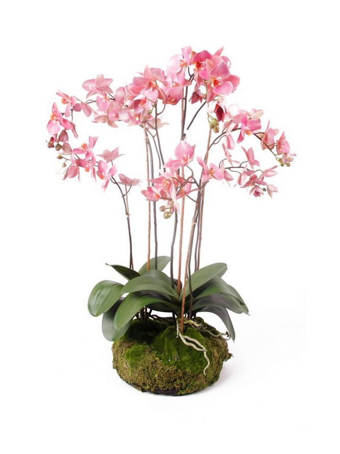 Phalaenopsis 75 | • Orchideen Palmenmarkt mit Palme Die Kunstpflanze | - Moos cm
