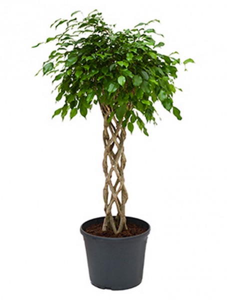 Ficus benjamina 130 cm zylinder Birkenfeige