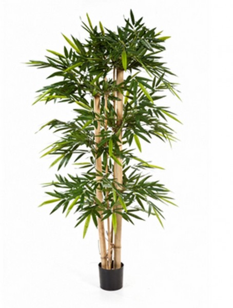 Bambus Palme Palmenmarkt Bamboo Die • Große | big Kunstpflanze | giant -