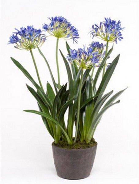 Schmucklilie blau 75 cm | Agapanthus Kunstpflanzen